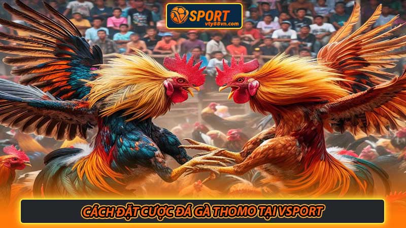 Cách đặt cược đá gà Thomo tại Vsport